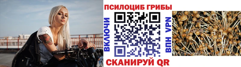 Псилоцибиновые грибы Cubensis  Озёры 